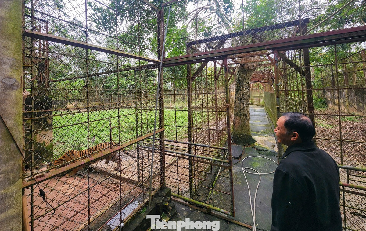 Tháng 5/2017, giấy phép nuôi nhốt hổ sinh trưởng, sinh sản hết hạn, chủ trại nhiều lần kiến nghị gia hạn nhưng không được chấp thuận. Căn cứ Luật Đa dạng sinh học 2008 và Nghị định 160/2013 thì "trại hổ chưa đủ điều kiện thành lập cơ sở bảo tồn đa dạng sinh học". Gia đình được giao tiếp tục nuôi dưỡng đàn hổ, song không có quyền thay đổi hiện trạng, mua bán, vận chuyển hoặc giết mổ...