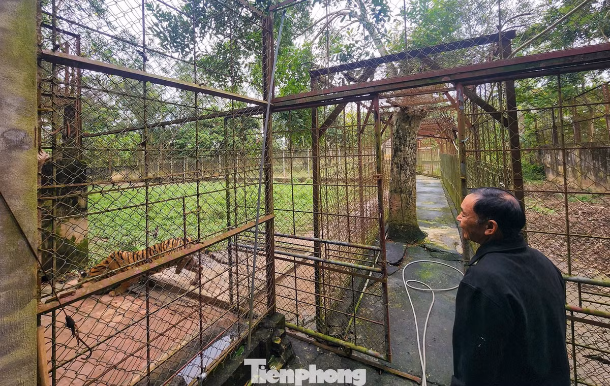 Tháng 5/2017, giấy phép nuôi nhốt hổ sinh trưởng, sinh sản hết hạn, chủ trại nhiều lần kiến nghị gia hạn nhưng không được chấp thuận. Căn cứ Luật Đa dạng sinh học 2008 và Nghị định 160/2013 thì "trại hổ chưa đủ điều kiện thành lập cơ sở bảo tồn đa dạng sinh học". Gia đình được giao tiếp tục nuôi dưỡng đàn hổ, song không có quyền thay đổi hiện trạng, mua bán, vận chuyển hoặc giết mổ...