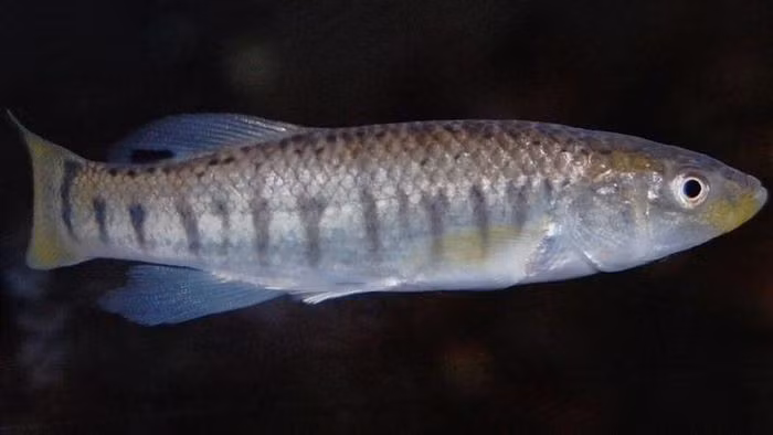 Cá killi Đại Tây Dương. Cá killi thích nghi với môi trường ô nhiễm cao, tiến hóa chống độc tố nhanh, sinh sản nhiều và trưởng thành sớm, giúp chúng tái sinh quần thể sau đợt sốc môi trường.