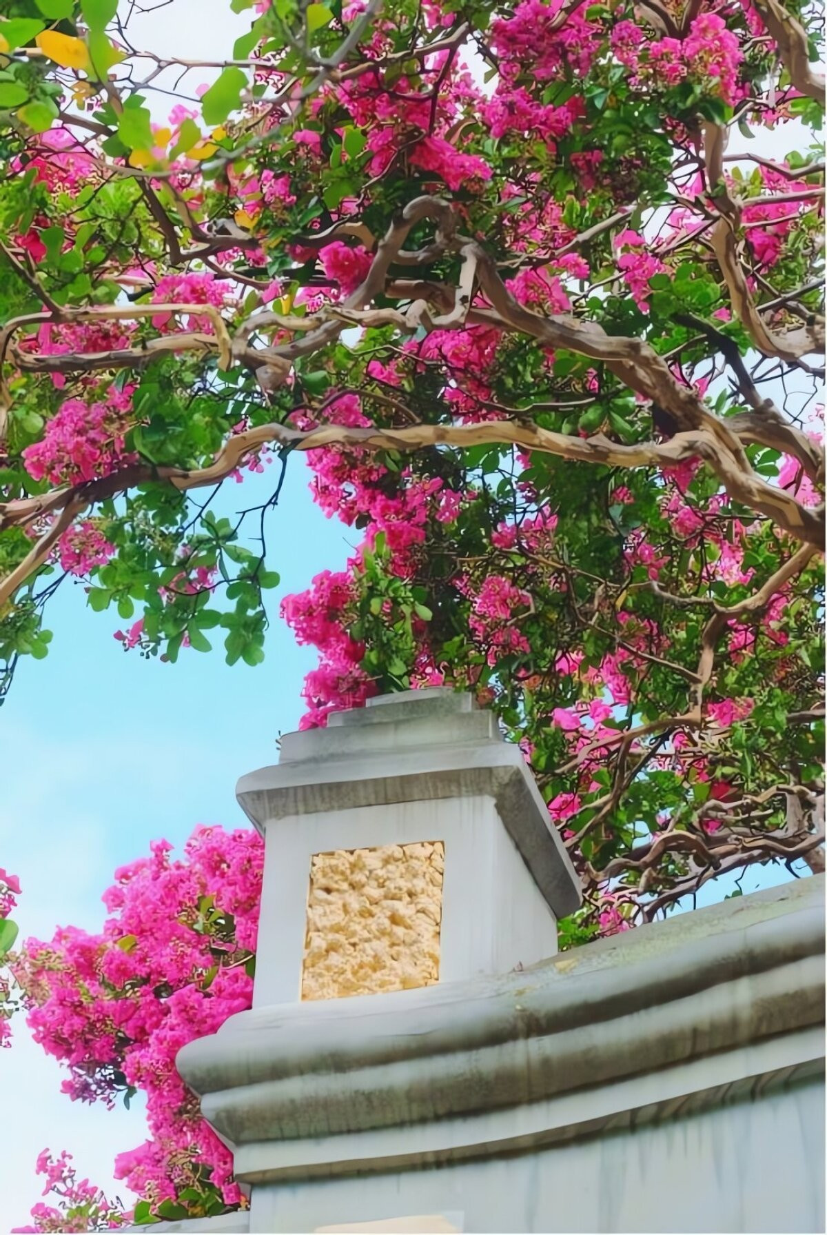 Người xưa tin rằng trồng tường vi trước nhà sẽ giúp gia chủ giàu sang, thịnh vượng, thu hút tài lộc và quý nhân. Đây cũng là loài cây có khả năng trấn trạch, giữ nhà, mang lại không khí yên bình, giúp gia đình hòa thuận.