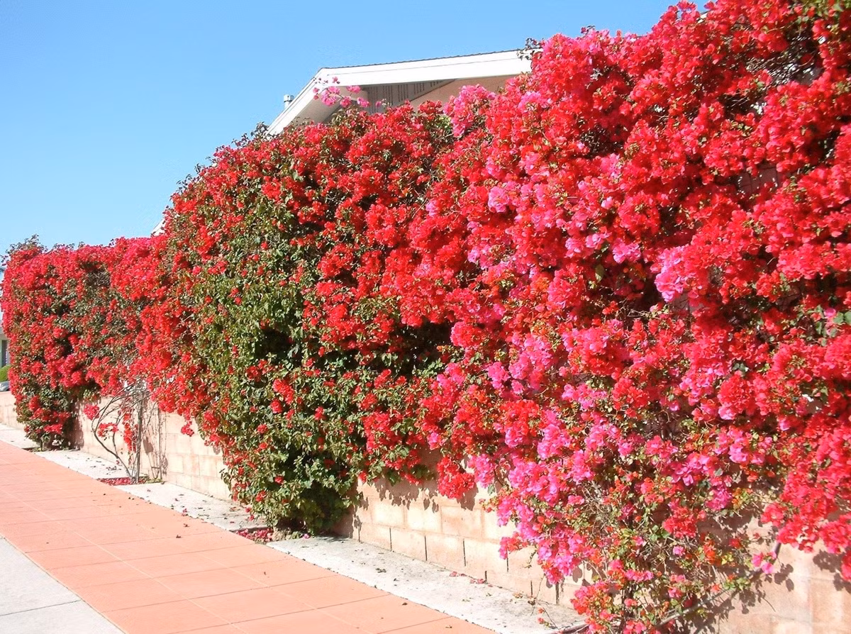 Vì sao trồng mãi cây vẫn không nở?: Câu chuyện hoa giấy là minh chứng: không phải cây nào "nổi tiếng" cũng dễ làm bạn với mọi người.