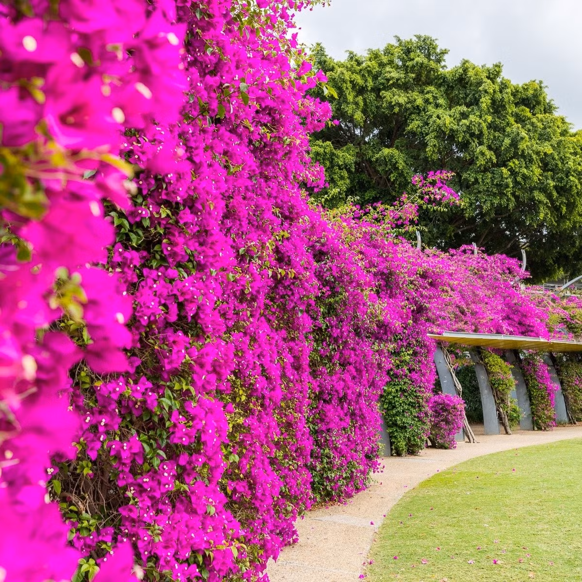 Cần ánh sáng mạnh để ra hoa rực rỡ: Nếu không có ít nhất 4-6 giờ nắng mỗi ngày, cây sẽ không thể ra hoa, chỉ mọc lá um tùm.