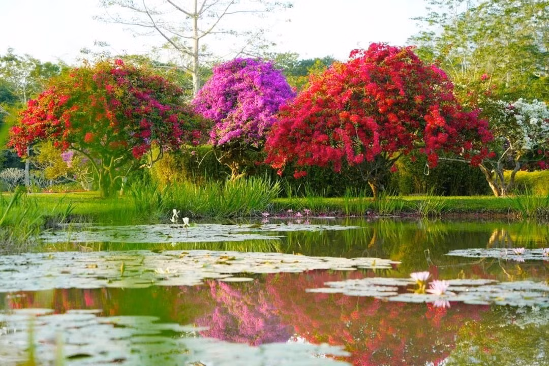 Cây cảnh "quốc dân" khắp ngõ ngách: Hoa giấy là loài cây bạn có thể bắt gặp ở bất cứ đâu: từ vỉa hè, sân vườn, đến ban công chung cư.