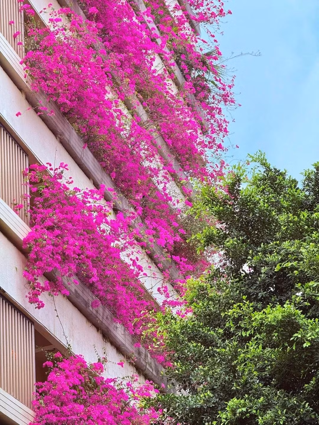 Đẹp không góc chết, ai cũng dừng chân ngắm: Hoa giấy khiến người ta dừng lại, chiêm ngưỡng dù chỉ trong thoáng chốc. Đẹp đến mức như một bức tranh sống động.