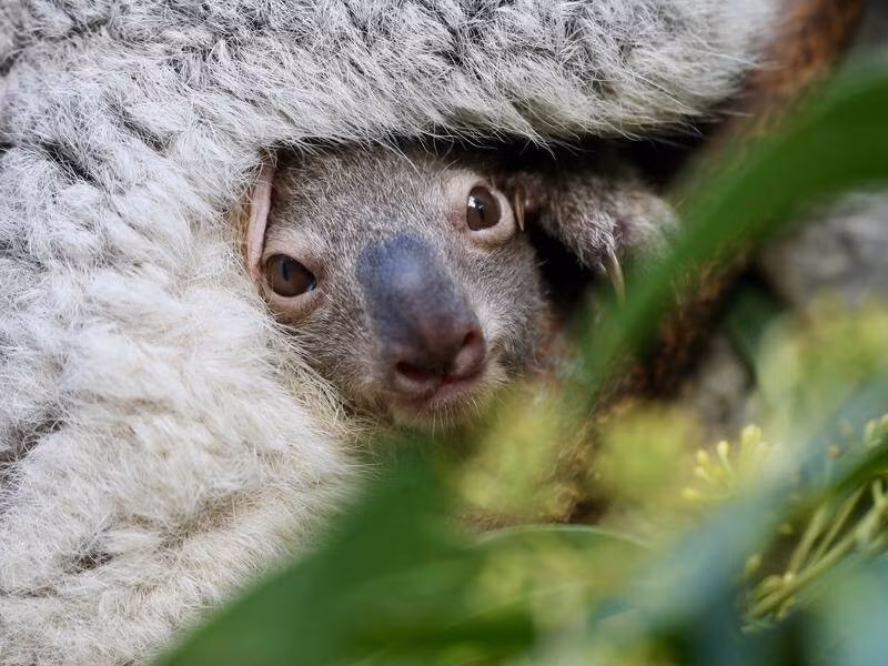 Hiện đã có hơn 42.100 loài nằm trong danh sách đỏ bị đe dọa tuyệt chủng.(Ảnh: The Canberra Times)