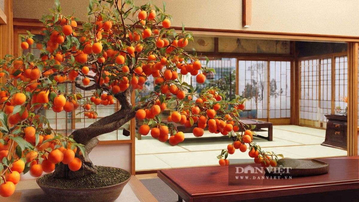 Theo phong thủy, hồng đá tượng trưng cho phú quý, đông con nhiều cháu và thịnh vượng. Cây càng lớn tuổi, thân càng xoắn vặn nghệ thuật, tạo nên vẻ đẹp cổ thụ hiếm có mà bonsai hiện đại khó sánh bằng.