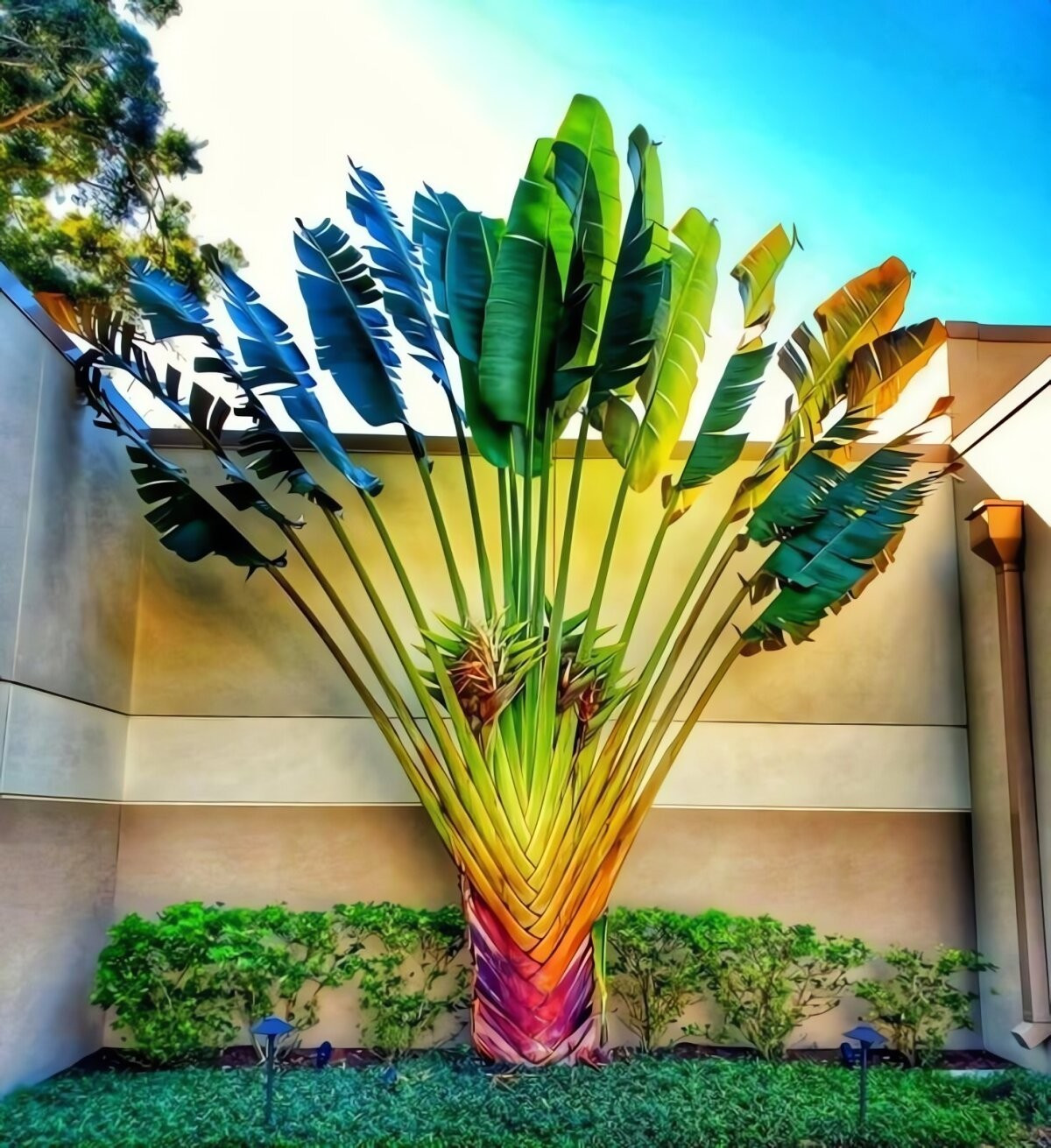 View - Cây cảnh quạt gió khổng lồ, mang phong thủy may mắn đến sân vườn nhà | Báo Tri thức và Cuộc sống - TIN TỨC PHỔ BIẾN KIẾN THỨC 24H