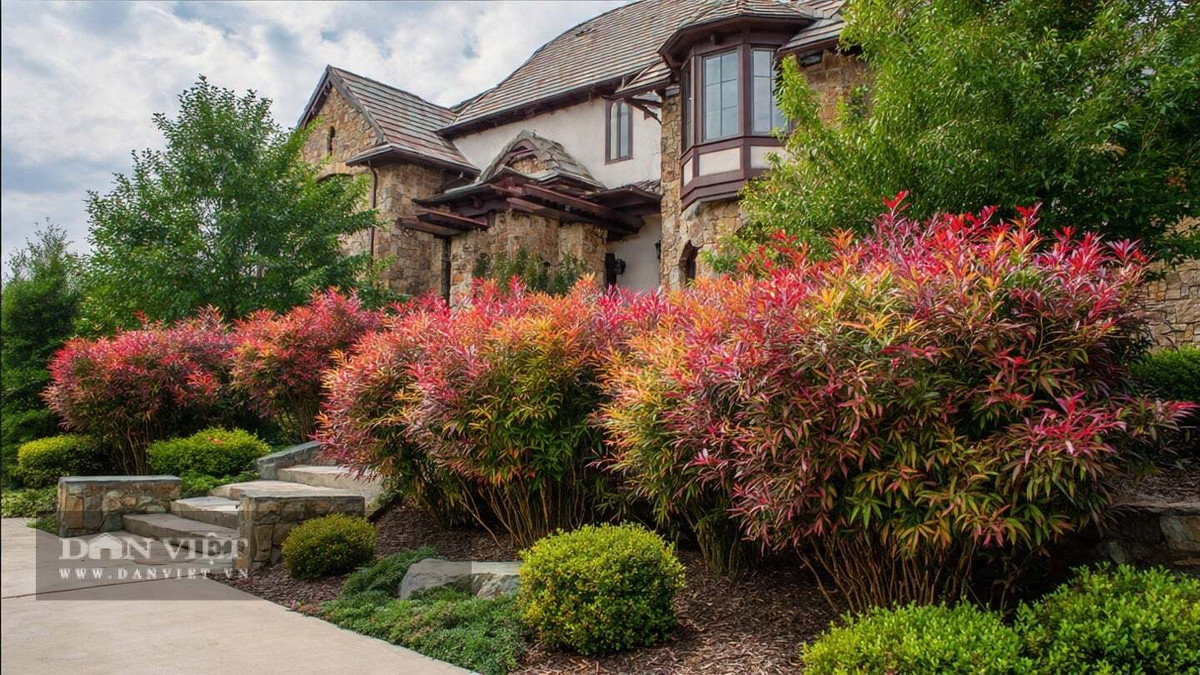 Dù được gọi là “tre thiên đường”, nam thiên trúc không phải họ Tre mà thuộc họ Hoàng mộc. Cây nổi tiếng ở Trung Quốc, Nhật Bản và Ấn Độ nhờ vẻ đẹp thanh nhã.