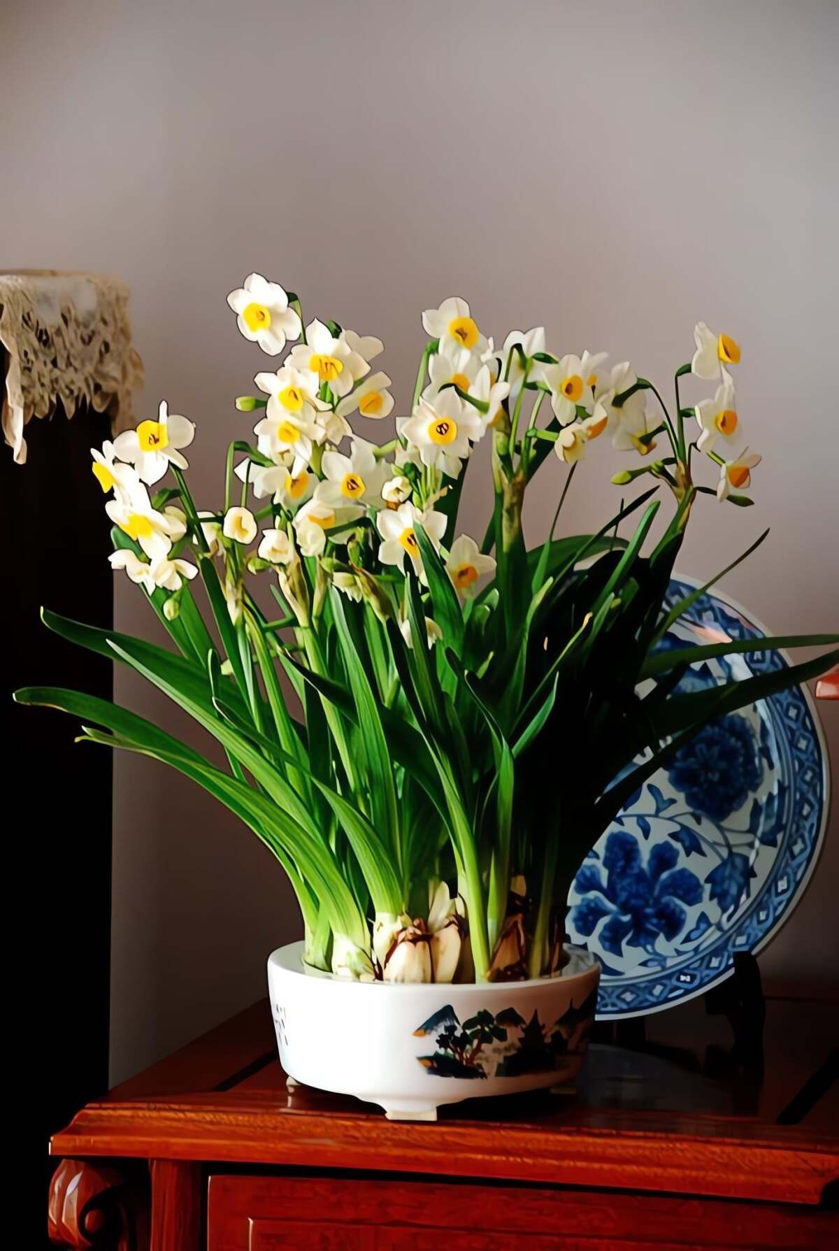 Cây có lá dài xanh tốt, hoa trắng tinh khiết, hương thơm nhẹ nhàng. Trong phong thủy, thủy tiên tượng trưng cho may mắn, cát tường và tài lộc, rất được ưa chuộng trưng bày dịp Tết Nguyên đán.