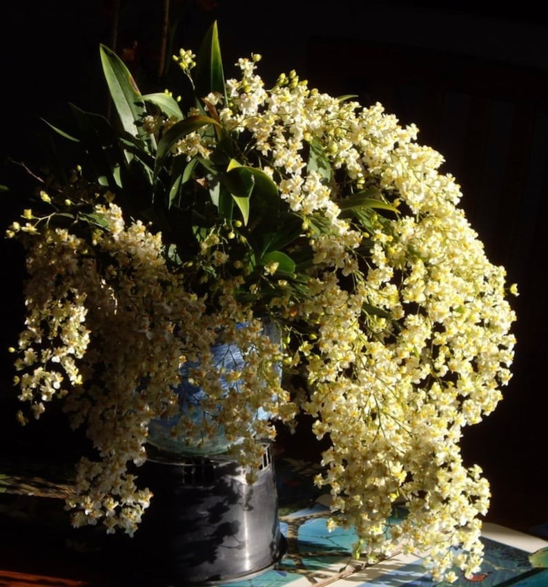 Hoa nhỏ li ti như bông lúa mì, gợi cảm giác mùa màng bội thu. Trong phong thủy, loài lan này tượng trưng cho sự thịnh vượng, may mắn và thường được dùng trong các dịp khai trương, mừng nhà mới.