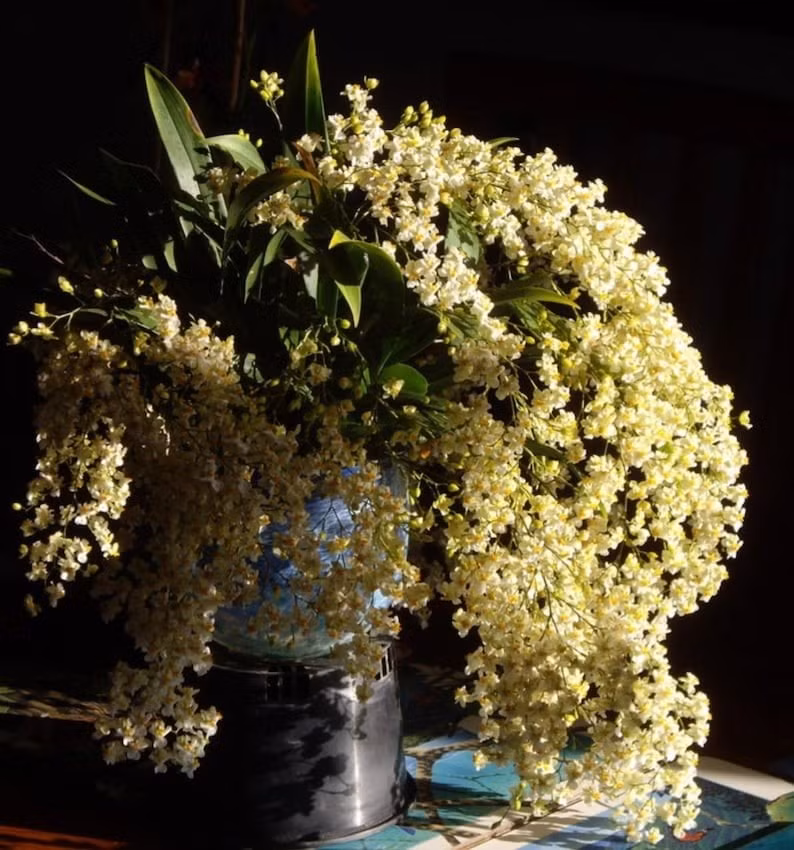 Hoa nhỏ li ti như bông lúa mì, gợi cảm giác mùa màng bội thu. Trong phong thủy, loài lan này tượng trưng cho sự thịnh vượng, may mắn và thường được dùng trong các dịp khai trương, mừng nhà mới.