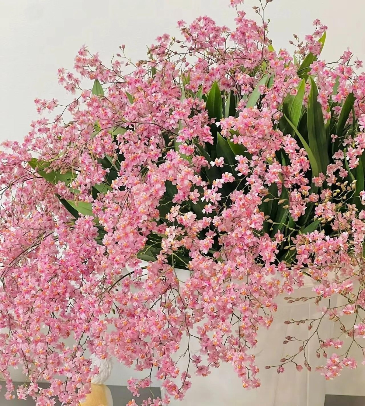 3. Lan vũ nữ ngàn sao: Lan vũ nữ ngàn sao (Oncidium Twinkle) nổi bật với hương thơm ngọt nhẹ, lan tỏa dễ chịu. Chỉ cần trồng trong một cốc nhỏ rêu sphagnum, cây đã có thể giúp tăng độ ẩm không khí.