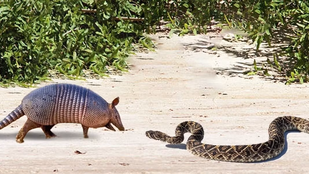 Tê tê Armadillos cũng hoàn toàn có thể giết chết con rắn bằng cách dùng cạnh vẩy cứng cắt đứt thân con rắn