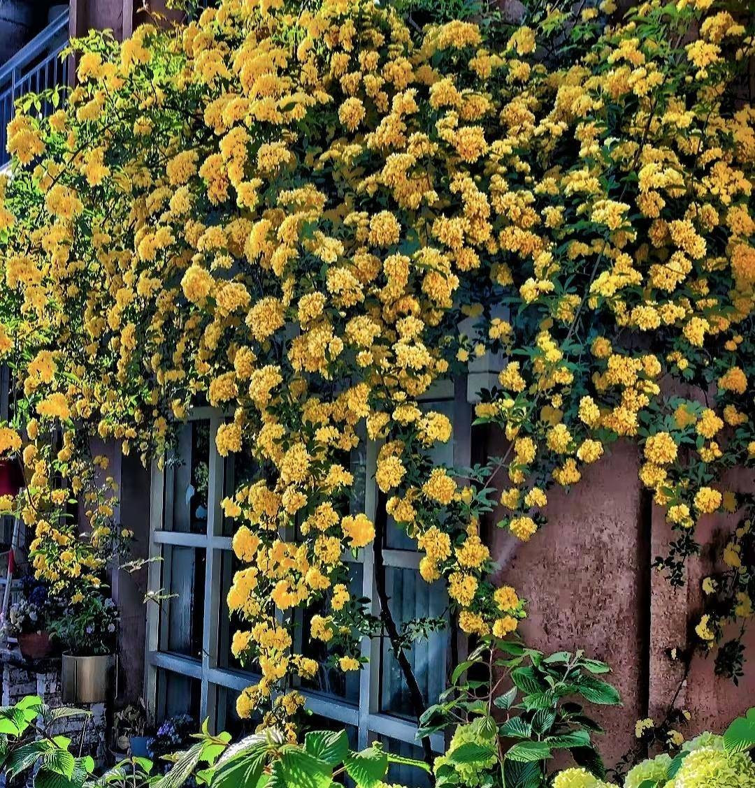 Hồng mân côi: Hồng mân côi là loài cây leo phát triển mạnh, cao tới 6 m, gần như không có gai. Cây thuộc họ Rosaceae, tên tiếng Anh là Rosa Banksiae. Hoa nở theo cụm lớn, đường kính nhỏ nhưng số lượng vô cùng ấn tượng.