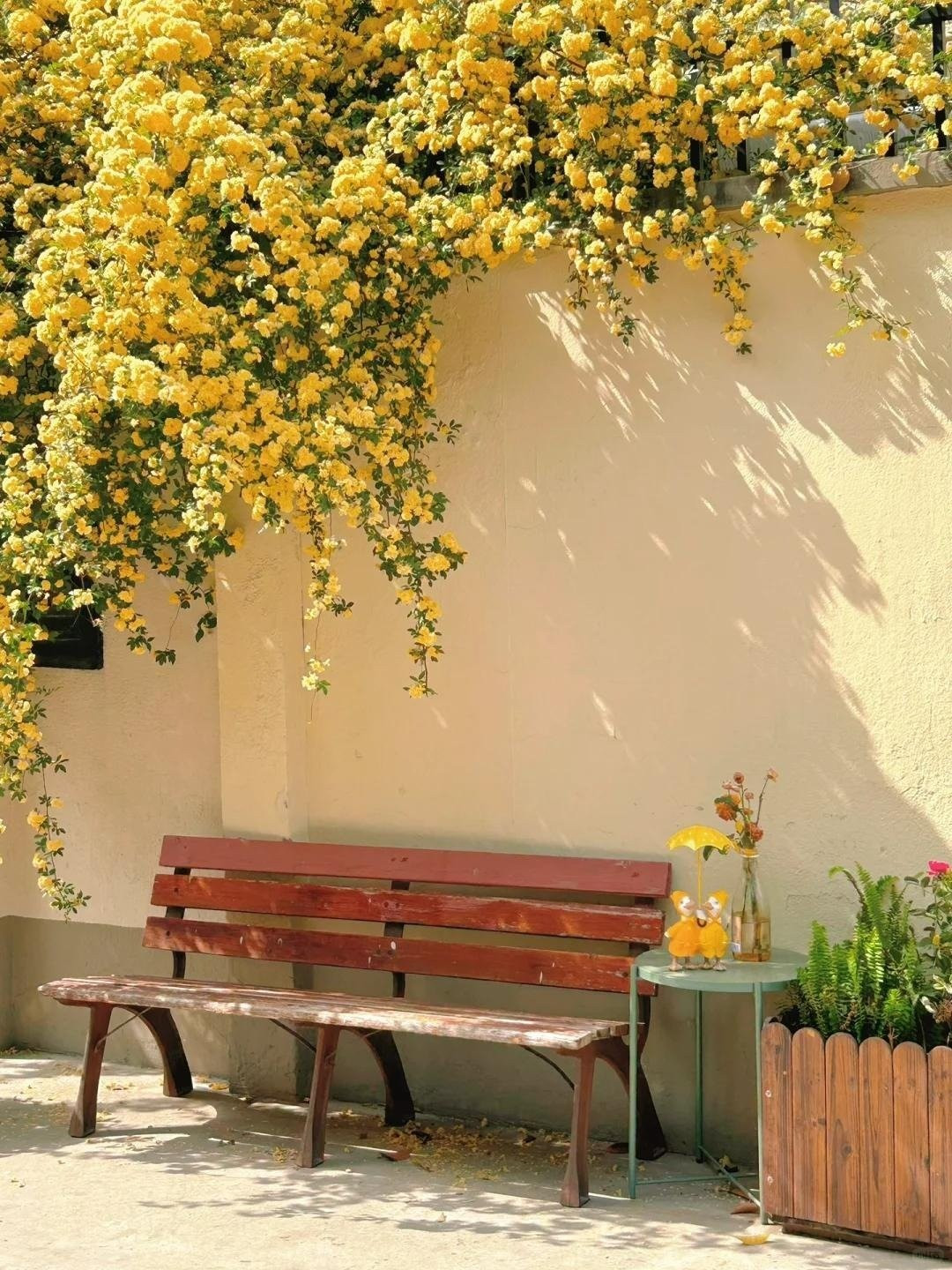 Mỗi mùa xuân, cây đồng loạt bung nở hàng ngàn đến hàng vạn bông, tạo thành từng mảng hoa dày đặc như thác đổ. Khi rực rỡ nhất, vẻ đẹp của nó thậm chí khiến các giống hồng khác “lu mờ”.