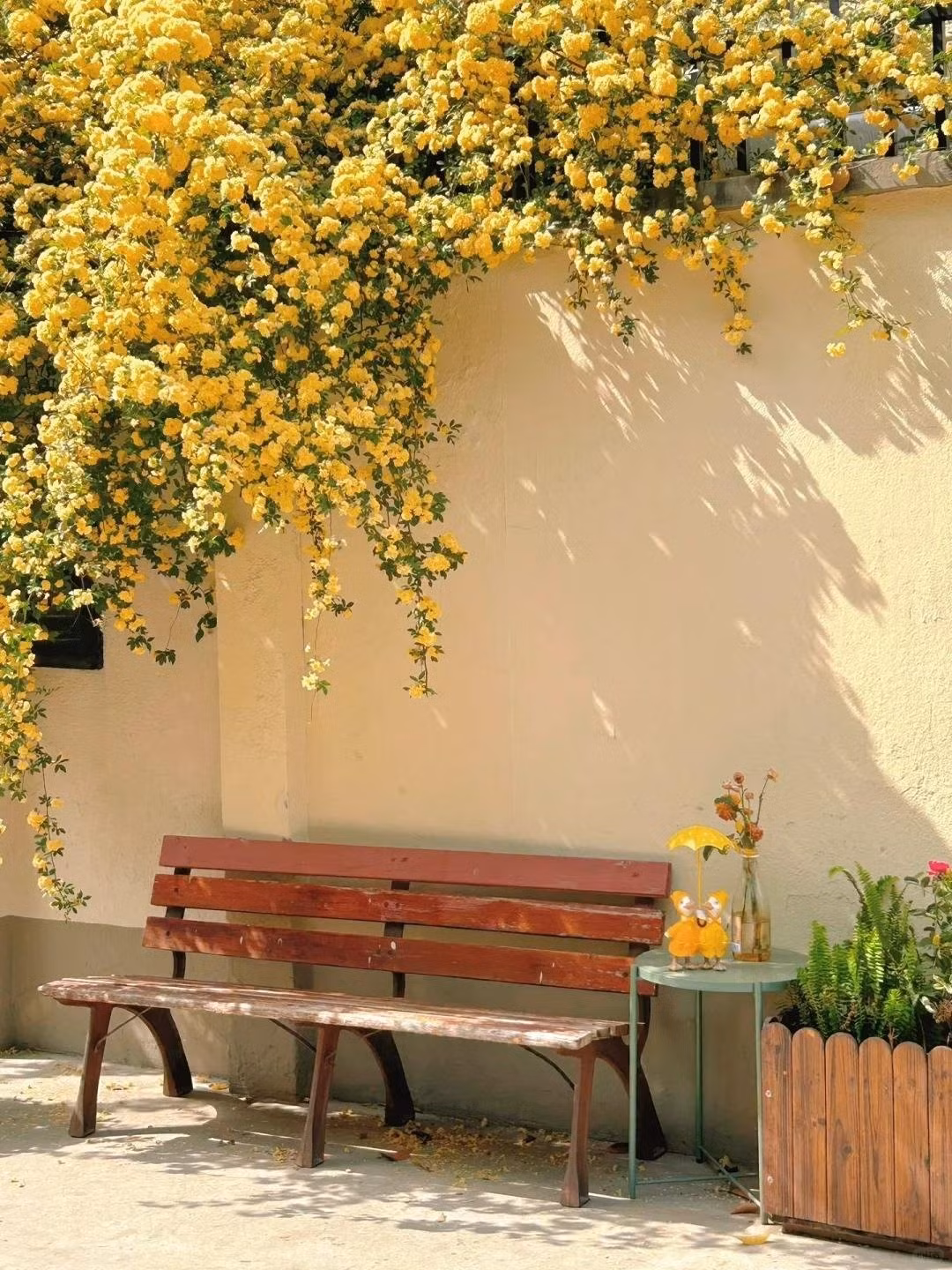 Mỗi mùa xuân, cây đồng loạt bung nở hàng ngàn đến hàng vạn bông, tạo thành từng mảng hoa dày đặc như thác đổ. Khi rực rỡ nhất, vẻ đẹp của nó thậm chí khiến các giống hồng khác “lu mờ”.