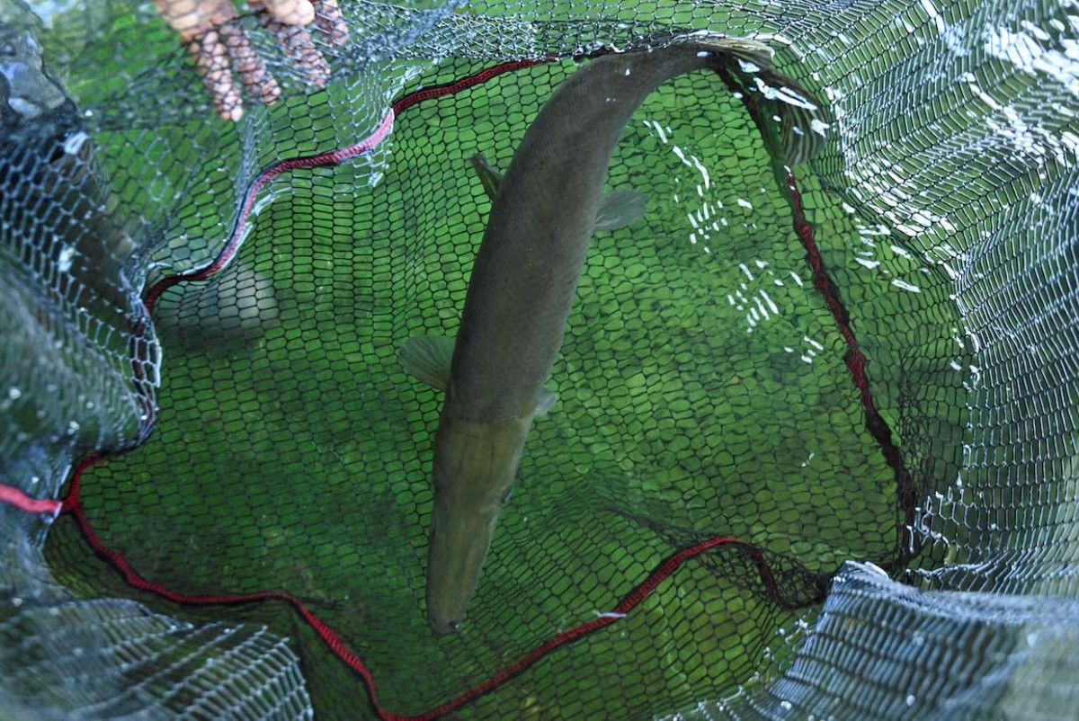 Các nhà bảo tồn Cuba đang cố gắng phục hồi số lượng cá sấu kim. (Ảnh: Reuters)