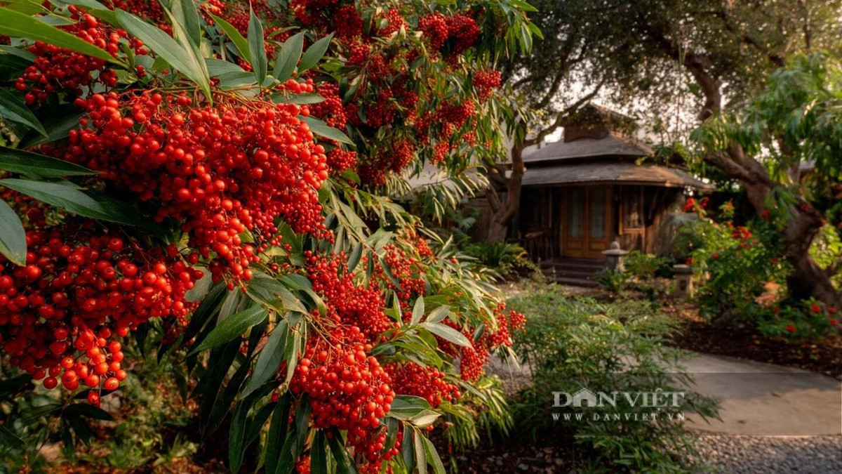 Cách chăm cây đơn giản: đất hơi chua thoáng khí, chậu đất nung, tưới tùy mùa, bón phân chậm, thông gió tốt và cắt tỉa nhẹ nhàng. Trồng vài cây trước cửa hay một chậu ở lối vào đủ để mang lại bình an cho cả gia đình.