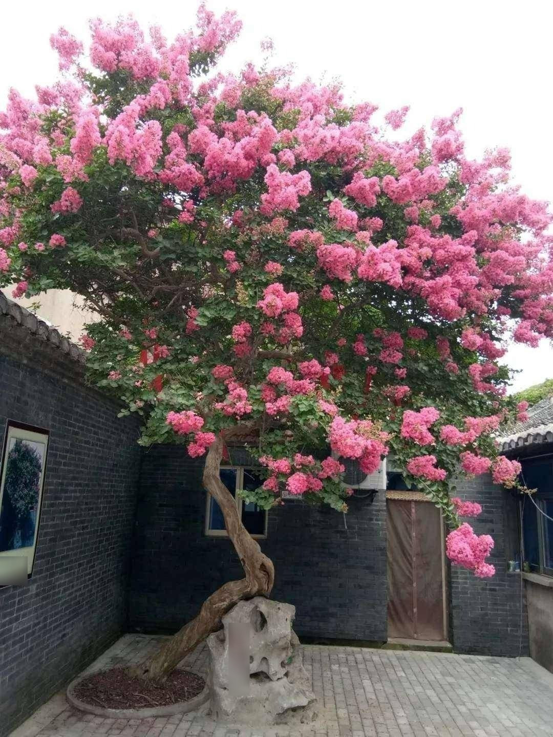 7. Loài hoa được phong làm “thần hộ mệnh”: Truyền thuyết kể rằng, thần sao tử đằng để lại tường vi như một vị thánh bảo hộ cho loài người. Màu sắc “dương” của hoa giúp xua tà khí, mang lại an lành cho gia chủ. Trong nhà có cây tường vi, là có quý khí trú ngụ.