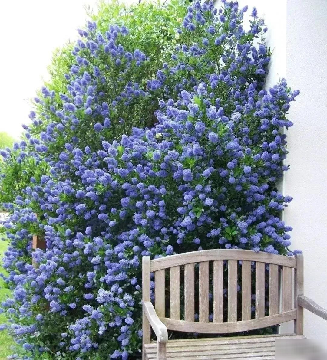 Trồng cây cảnh trong chậu hoặc sân vườn đều dễ dàng. Đặc biệt, loài hoa này phù hợp cả với người mới bắt đầu nhờ khả năng chịu hạn và dễ chăm sóc.