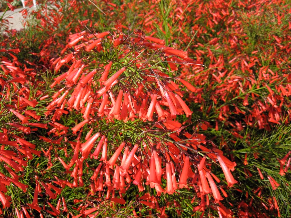 Không chỉ đẹp, hoa xác pháo còn mang ý nghĩa phong thủy tốt lành, tượng trưng cho may mắn, khởi đầu hanh thông và xua đuổi điều không may.