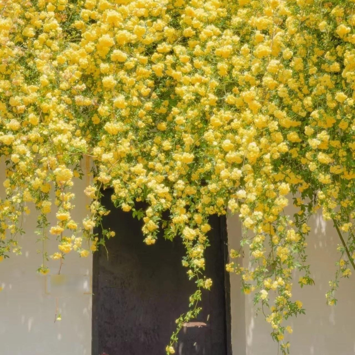 Hồng mân côi có ba màu: trắng, vàng và đỏ (trong đó đỏ hiếm nhất). Dòng vàng được yêu thích nhất vì nở rất sai và tạo cảm giác như “vạn mặt trời nhỏ” chiếu sáng cả khu vườn. Hương hoa dịu nhưng lan xa nên còn được gọi là “hoa thơm bảy dặm”.