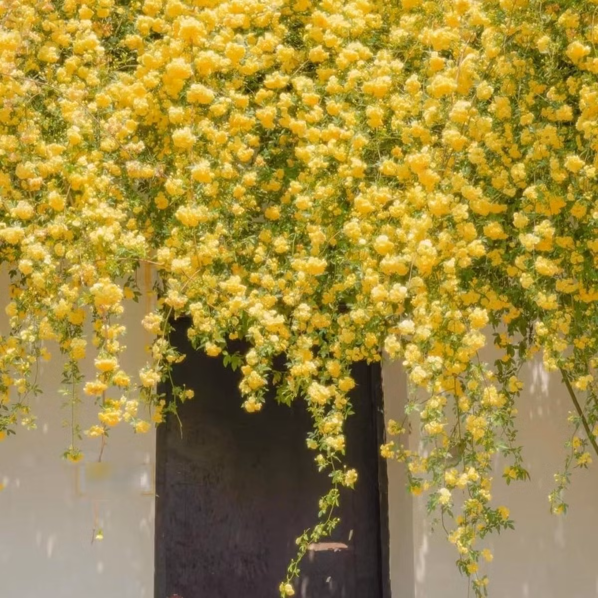 Hồng mân côi có ba màu: trắng, vàng và đỏ (trong đó đỏ hiếm nhất). Dòng vàng được yêu thích nhất vì nở rất sai và tạo cảm giác như “vạn mặt trời nhỏ” chiếu sáng cả khu vườn. Hương hoa dịu nhưng lan xa nên còn được gọi là “hoa thơm bảy dặm”.