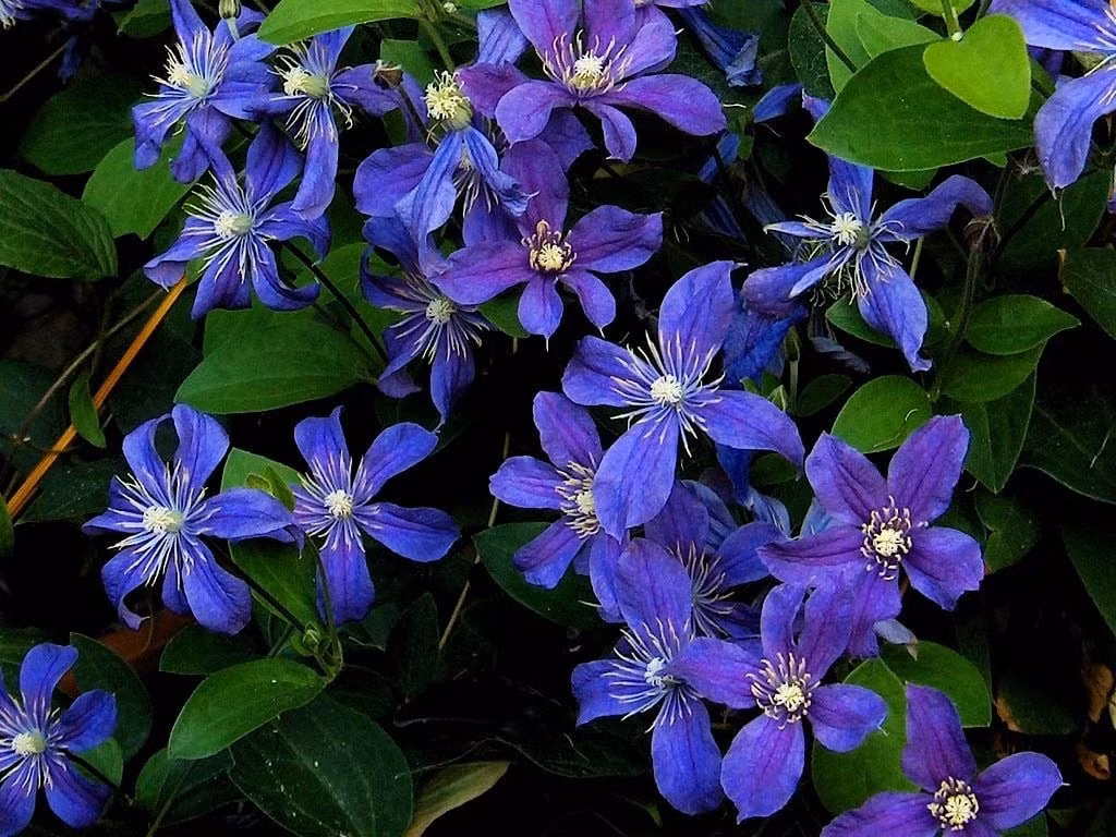 Vẻ đẹp lãng mạn của loài hoa đổi màu kỳ diệu: Trong thế giới cây cảnh hoa đẹp, Clematis Arabella – hay còn gọi là hoa ông lão xanh – là biểu tượng của sự lãng mạn và mơ mộng với khả năng đổi màu đầy mê hoặc.