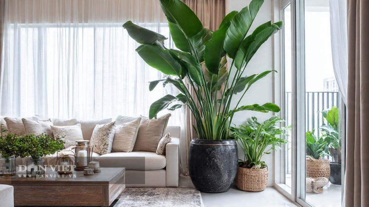 4. Thiên điểu: Thiên điểu (Strelitzia reginae) là cây lá to, thoát hơi nước mạnh, giúp tăng độ ẩm hiệu quả trong mùa đông khô hanh. Cây phù hợp với phòng khách rộng và không gian sang trọng.