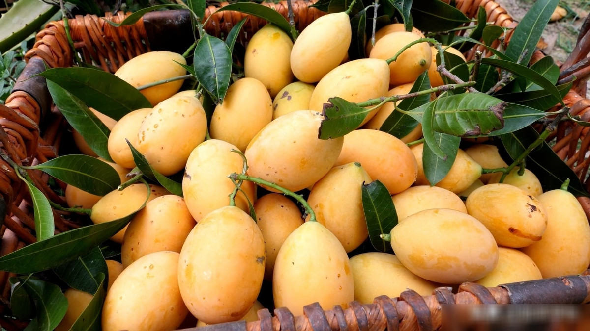 Với màu vàng rực rỡ, cây thanh trà được xem là biểu tượng của mùa màng bội thu, mang lại sự đoàn kết, bền vững, thịnh vượng cho gia chủ. Lá cây xanh tốt quanh năm còn thể hiện sự vượng khí và sức sống mạnh mẽ.