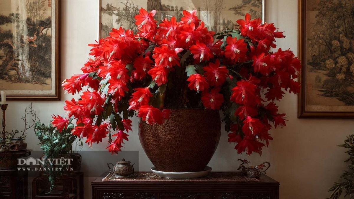 Trong phong thủy, lan càng cua đỏ được cho là mang lại may mắn