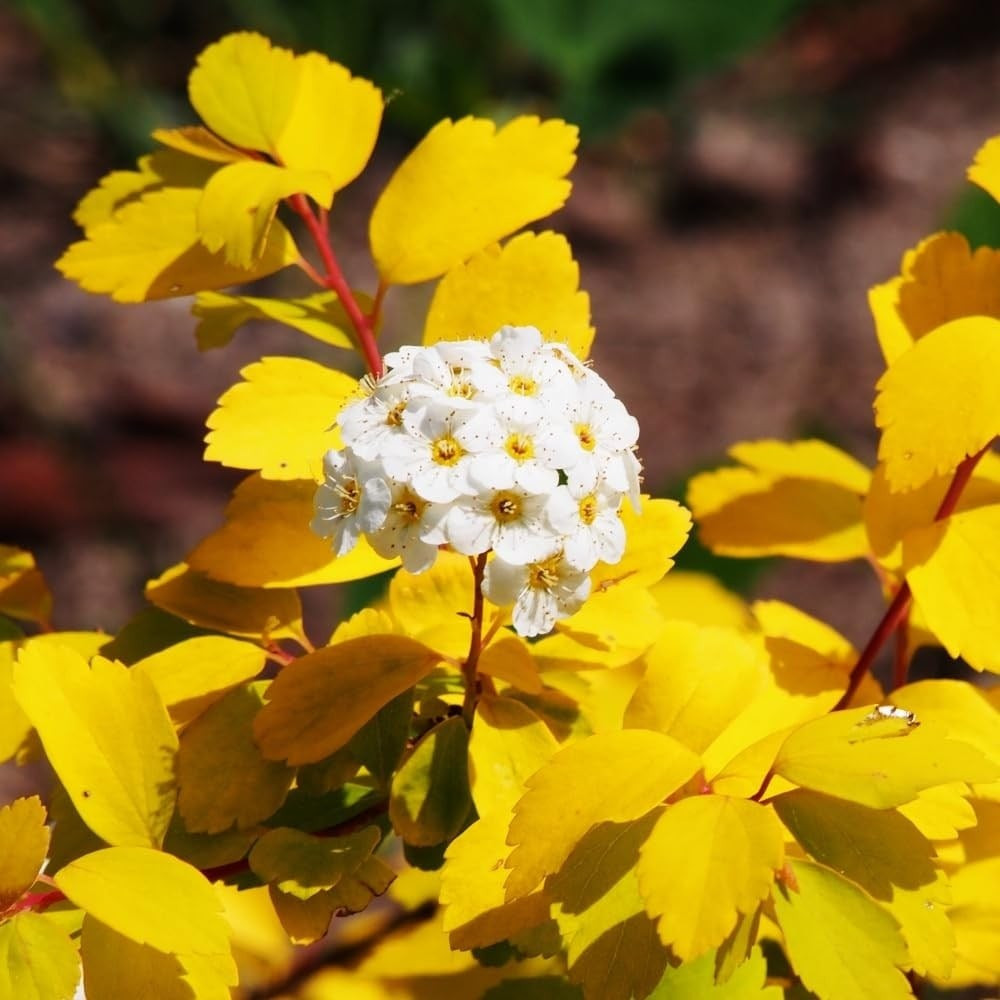 Lá chuyển màu như một vũ điệu bốn mùa. Mùa xuân lá đỏ cam, mùa hè vàng tươi, thu về đỏ rực. Cả bốn mùa cây đều đẹp, thay đổi màu sắc ngoạn mục như một tác phẩm sống động của thiên nhiên.