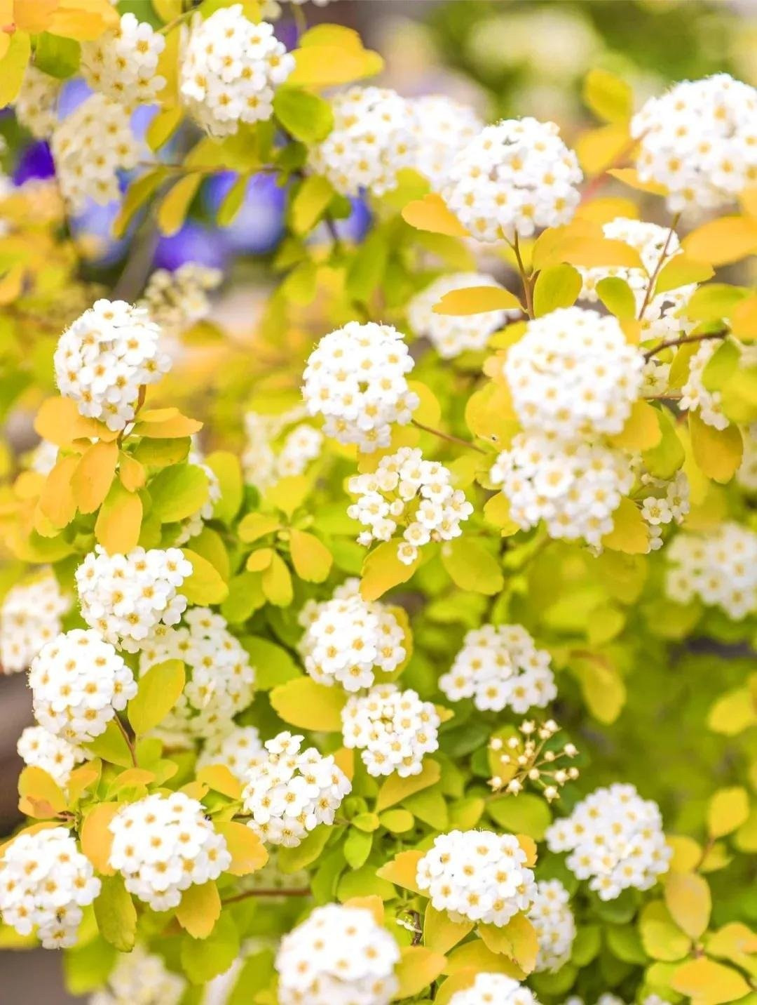 Tên gọi mỹ miều: Đài phun nước vàng. Không phải ngẫu nhiên mà loài cây này được gọi như thế. Hoa nở dọc theo cành cong, trắng muốt, xòe rộng như tia nước đang bắn tung lên từ đài phun.