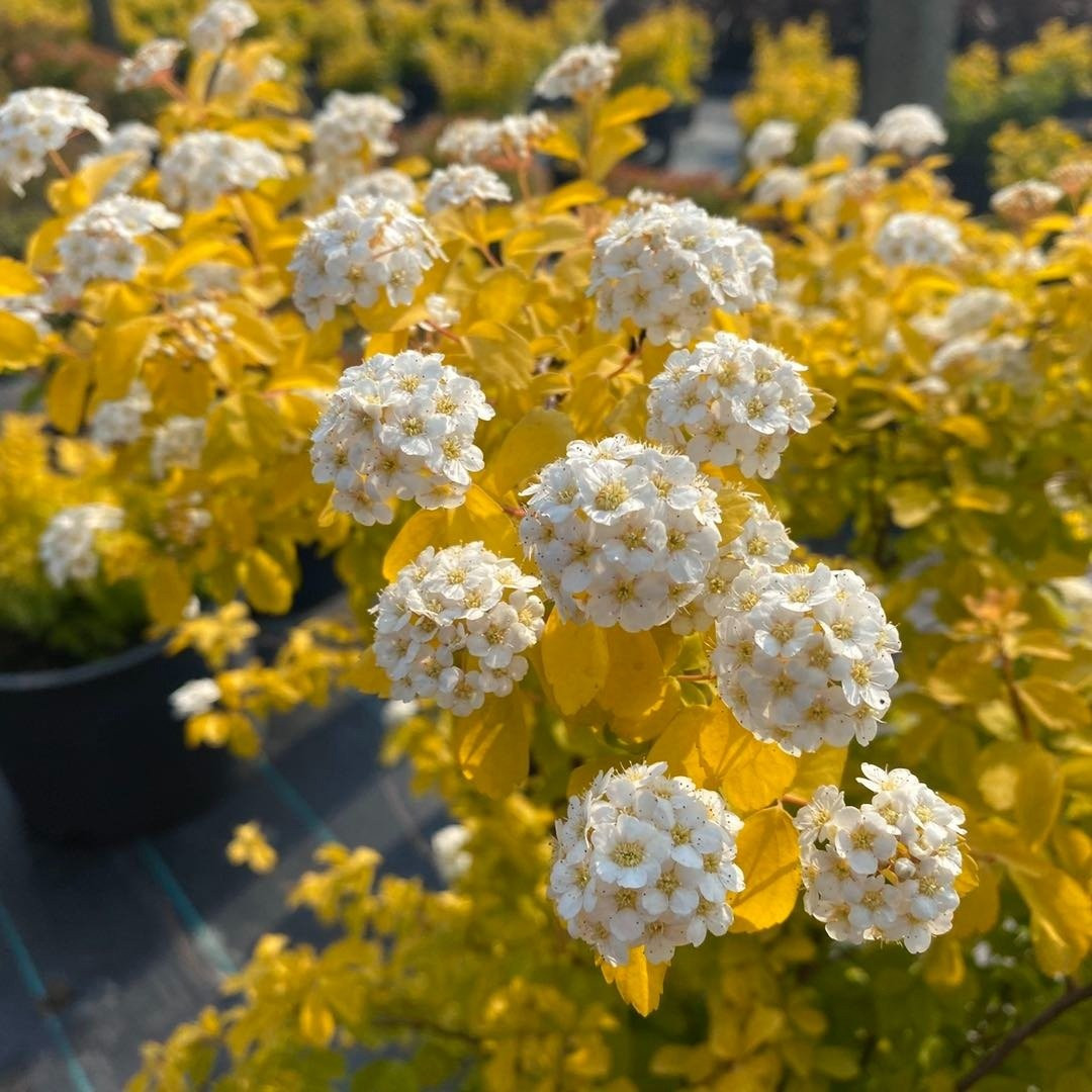 Một “thác nước vàng” đổ giữa vườn – quanh năm không chán. Nếu bạn đang tìm kiếm một cây cảnh vừa đẹp, vừa dễ chăm, lại có giá trị thẩm mỹ quanh năm – đây chính là lựa chọn khiến bạn yêu ngay từ cái nhìn đầu tiên.