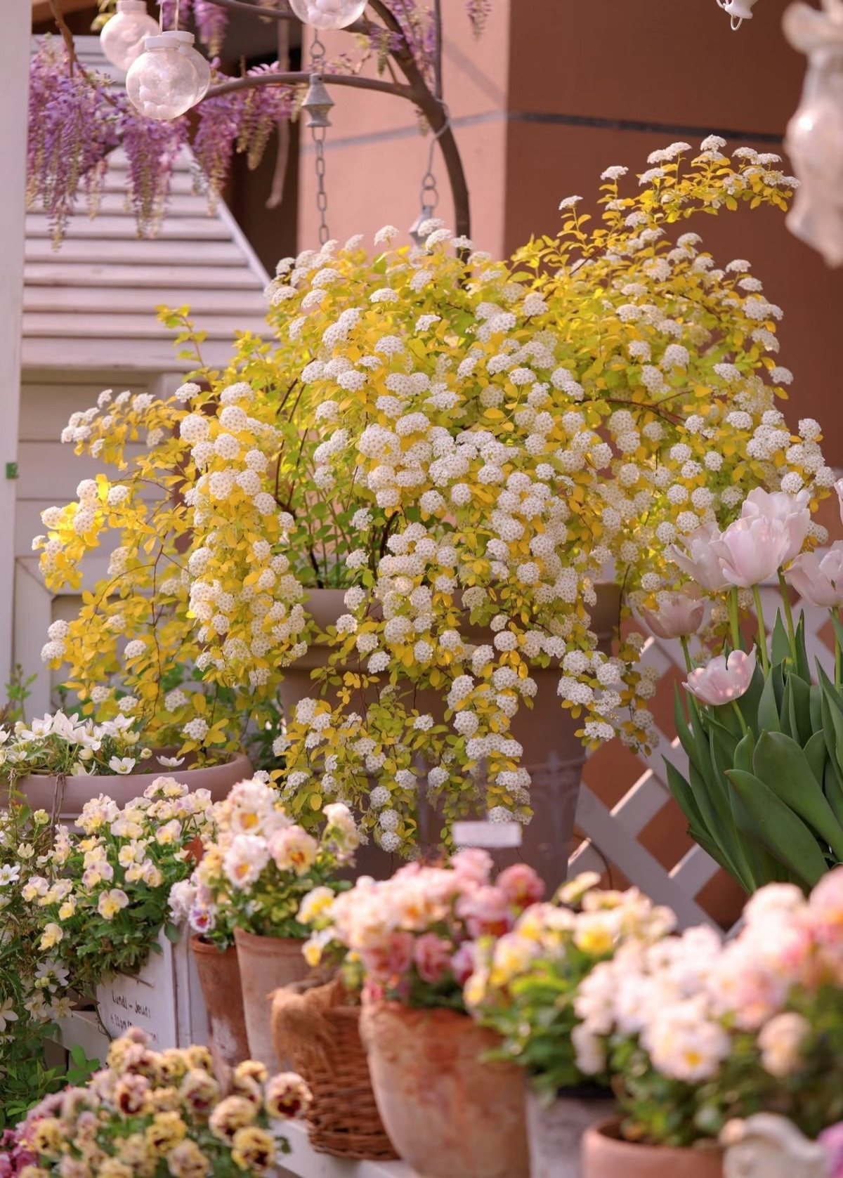 Lá vàng như nắng, mọc thành từng sợi tơ. Lá cây dài mảnh, đầu nhọn, mọc thành từng lớp vàng óng ánh trong nắng. Nhìn từ xa như tơ vàng tung bay trong gió xuân.