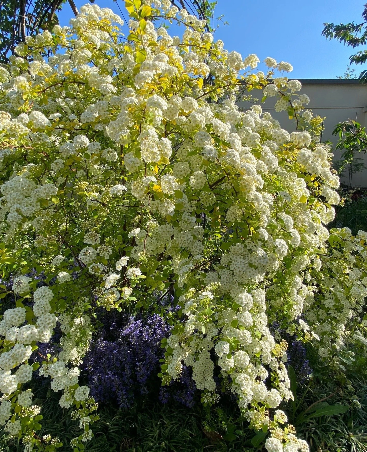 Dễ trồng, dễ sống, dễ yêu. Spiraea Gold Fountain không kén đất, chịu nóng, chịu lạnh, không đòi hỏi chăm sóc cầu kỳ – nhưng vẫn luôn duyên dáng và nở hoa rực rỡ.