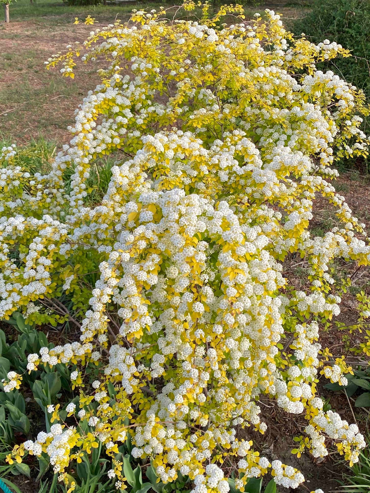 Hoa nhỏ nhưng nở dày đặc, phủ khắp cành. Mỗi bông hoa trắng xinh như “tiểu cẩm tú cầu”, mọc thành cụm tròn khiến cả cây rực rỡ như đống tuyết giữa mùa nắng.