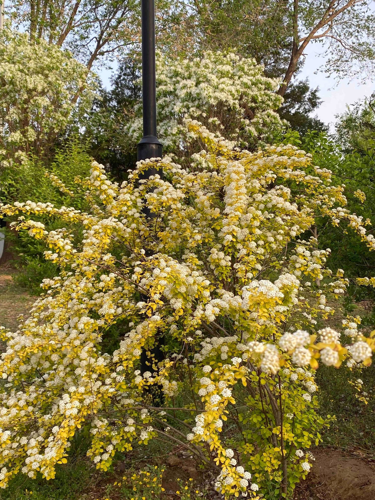 Mùa hè – và đài phun nước của tự nhiên. Giữa nắng hè rực cháy, cây cảnh này lại khiến bạn mát lòng. Lá vàng lục nhạt, hoa trắng như tuyết – một “đài phun nước” mọc giữa vườn xanh.