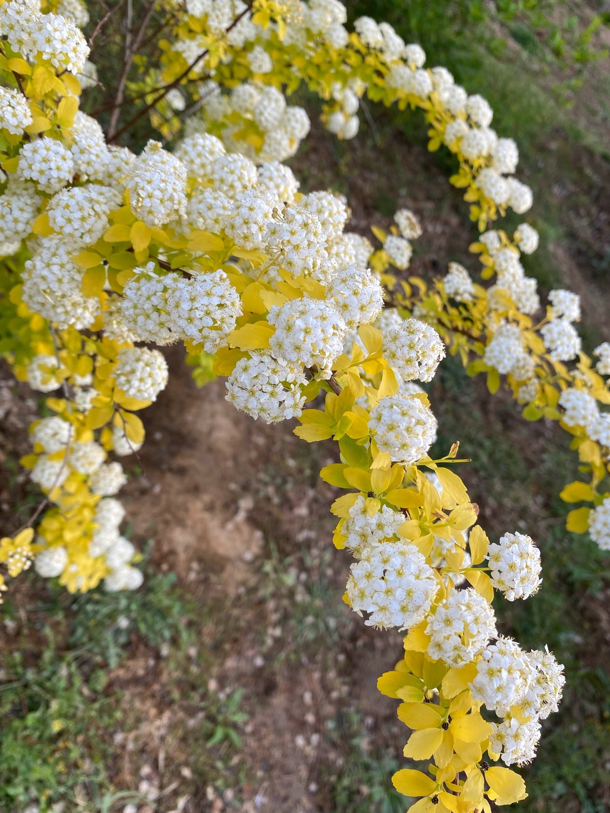 Ánh nắng là chìa khóa của sắc vàng. Càng có nhiều nắng, sắc vàng càng rõ nét. Nếu trồng nơi râm mát, lá sẽ chuyển sang xanh – mất đi một phần vẻ đẹp quyến rũ vốn có.