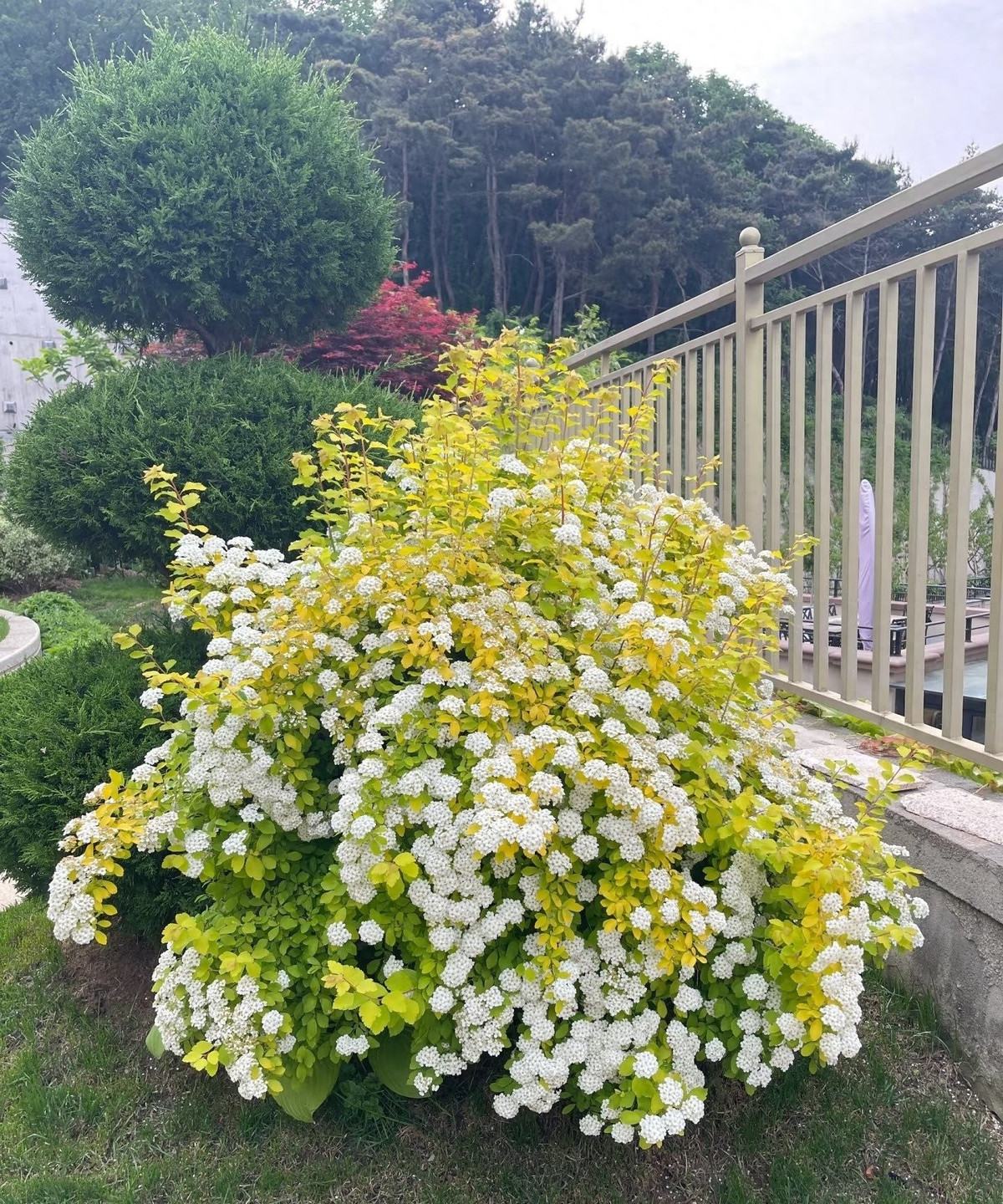 Trồng đâu – sáng đó. Cây phù hợp để làm hàng rào, trồng thành bụi lớn, hay trong chậu đặt ban công. Dù ở đâu cũng tỏa sáng và trở thành điểm nhấn cảnh quan.