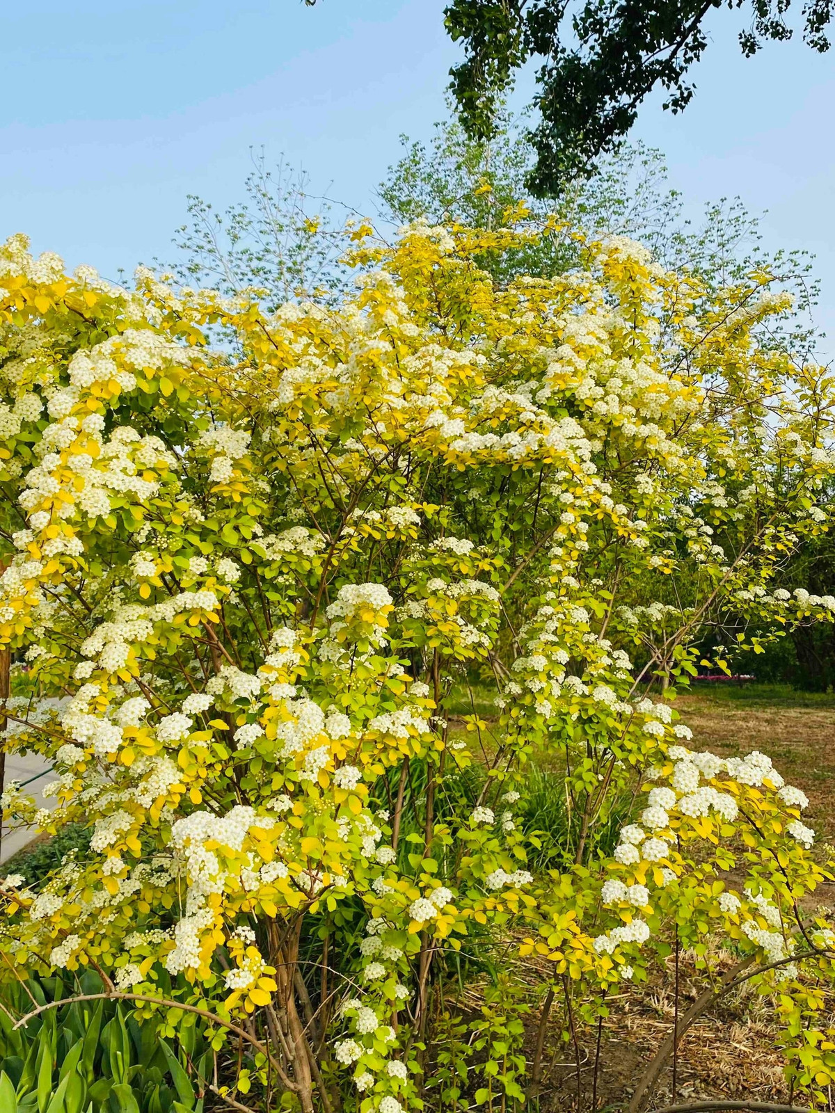 “Hoa nhiều hơn lá” – lời khen xứng đáng. Số lượng hoa khổng lồ là điểm mạnh khiến cây được ưa chuộng. Mỗi nhánh đều phủ kín hoa, hoa trùm lên hoa – tạo hiệu ứng thị giác vô cùng mạnh mẽ.