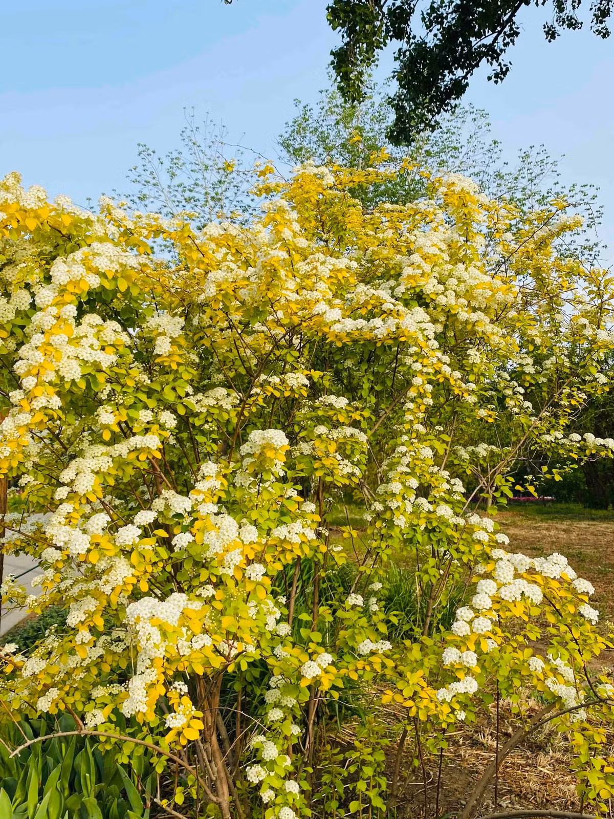 “Hoa nhiều hơn lá” – lời khen xứng đáng. Số lượng hoa khổng lồ là điểm mạnh khiến cây được ưa chuộng. Mỗi nhánh đều phủ kín hoa, hoa trùm lên hoa – tạo hiệu ứng thị giác vô cùng mạnh mẽ.