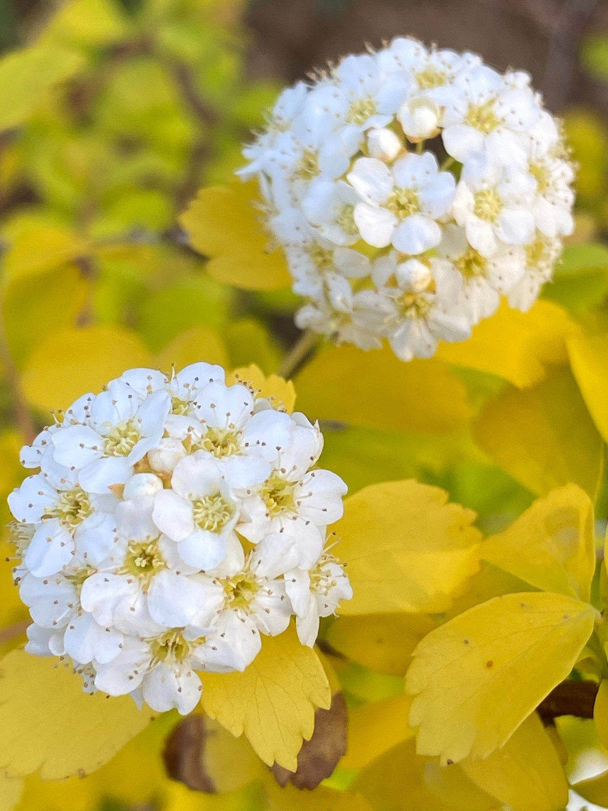 Mùa hoa – thời khắc đáng mong chờ nhất. Từ tháng 4 đến tháng 6, cây bước vào thời điểm đẹp nhất. Hoa nở rộ gần 2 tháng – một “cơn mưa trắng” giữa sắc lá vàng rực.