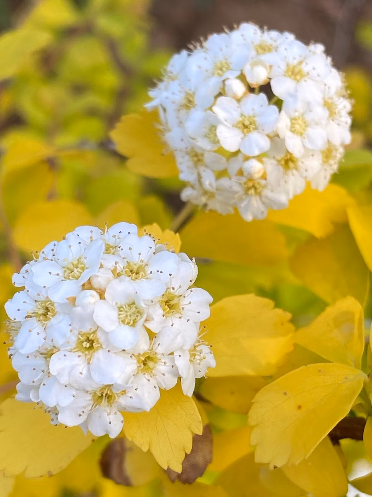 Mùa hoa – thời khắc đáng mong chờ nhất. Từ tháng 4 đến tháng 6, cây bước vào thời điểm đẹp nhất. Hoa nở rộ gần 2 tháng – một “cơn mưa trắng” giữa sắc lá vàng rực.