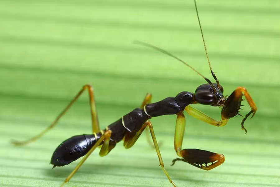 Theo các nhà khoa học, đây là một loài bọ ngựa đích thực, có tên gọi là bọ ngựa kiến châu Á. Chúng xuất hiện tại nhiều quốc gia Á Đông, trong đó có Việt Nam.