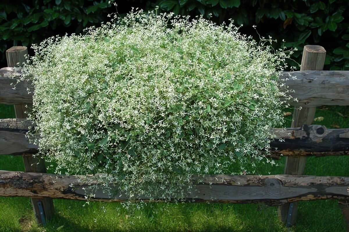 Hàng nghìn “giọt tuyết” li ti. Mỗi bông hoa chỉ vài mm nhưng mọc thành cụm dày đặc, trắng tinh khôi, có ánh bạc nhẹ, tạo nên hiệu ứng như mặt đất đóng băng mềm mại.