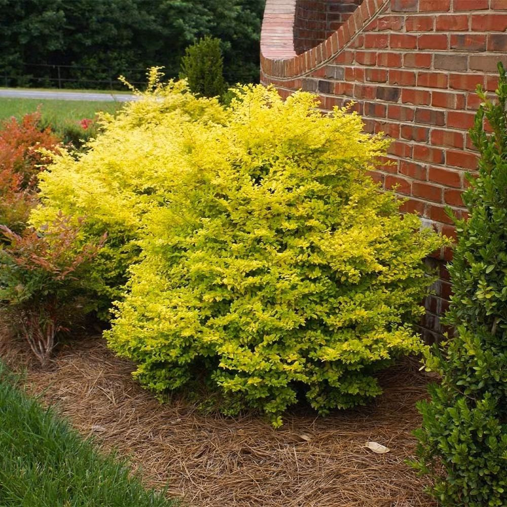 Kích thước nhỏ gọn giúp cây dễ thích nghi với không gian hạn chế như sân vườn đô thị, sân thượng, hàng rào hay trồng trong chậu cảnh trang trí nội thất.