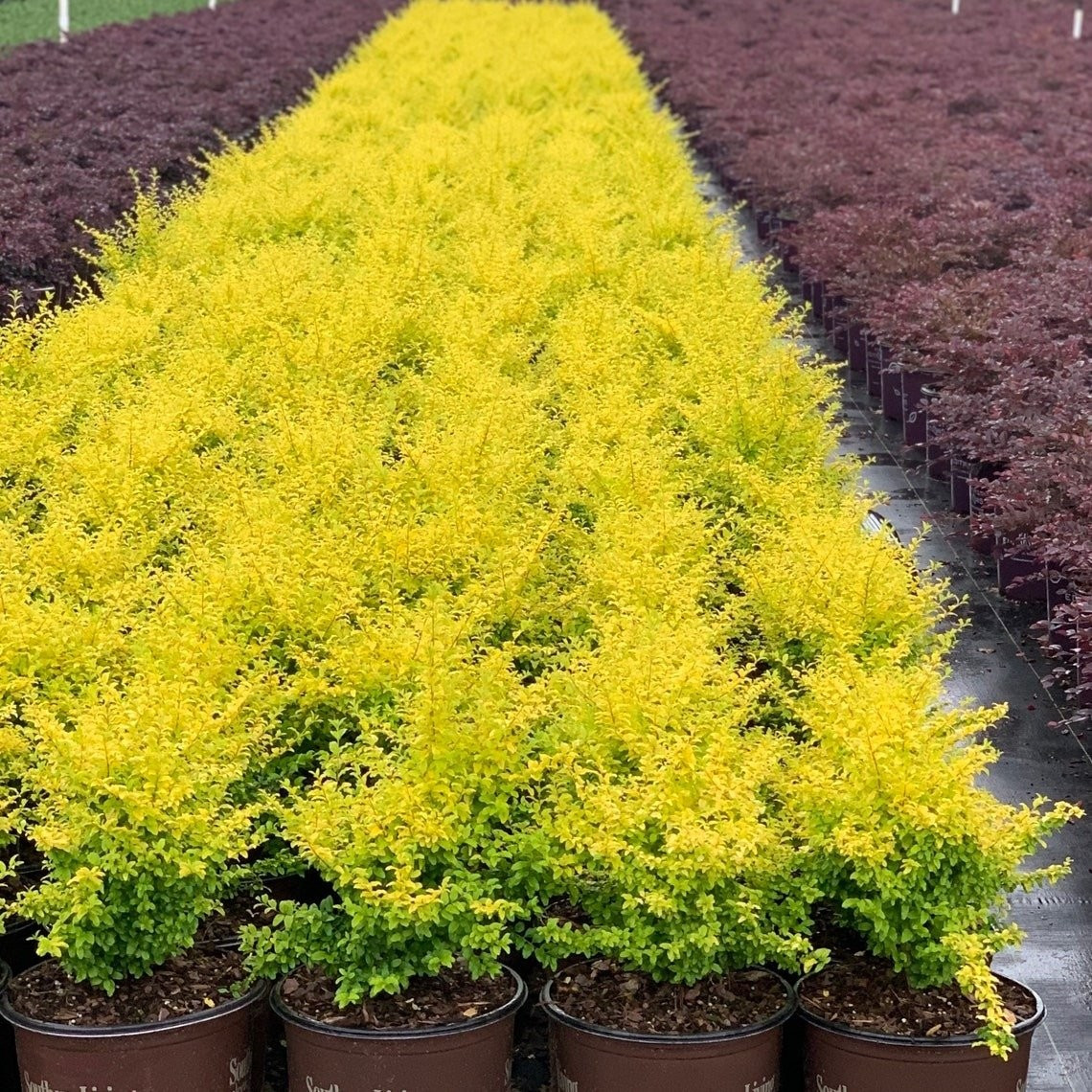 Cây cảnh này là một loại cây bụi thường xanh, có tên khoa học Ligustrum sinense ‘Sunshine’, vừa đẹp mắt, vừa dễ chăm sóc, phù hợp với nhiều không gian.