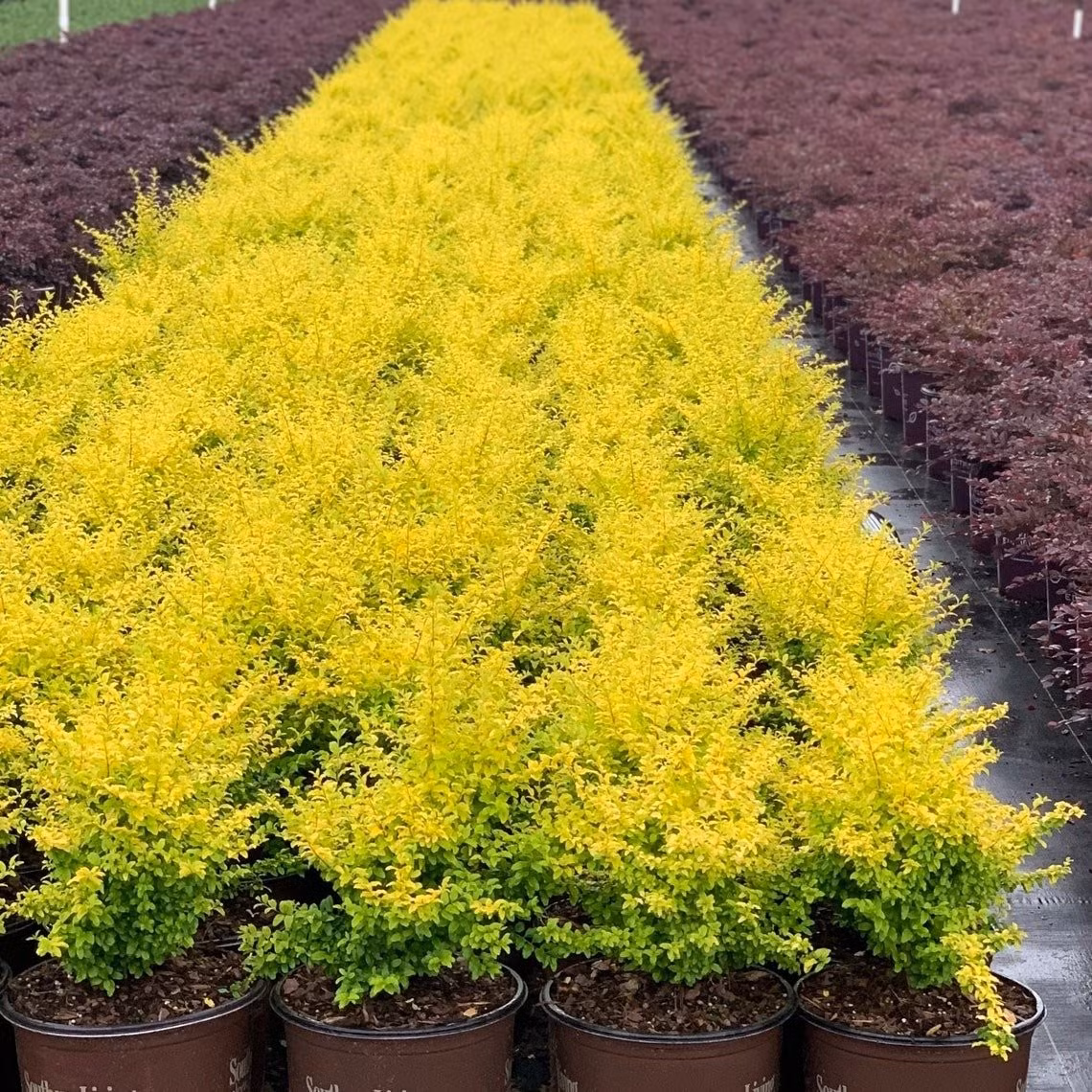 Cây cảnh này là một loại cây bụi thường xanh, có tên khoa học Ligustrum sinense ‘Sunshine’, vừa đẹp mắt, vừa dễ chăm sóc, phù hợp với nhiều không gian.