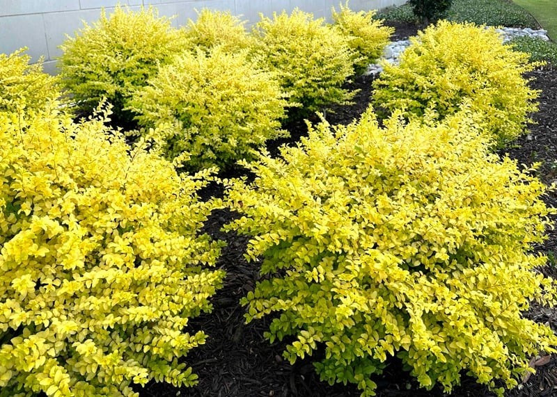 Cây cảnh này phù hợp trồng tự do, làm hàng rào, viền lối đi hay trồng thành từng cụm. Dù trồng kiểu nào, nó cũng tạo điểm nhấn rực rỡ và làm sáng bừng cảnh quan.